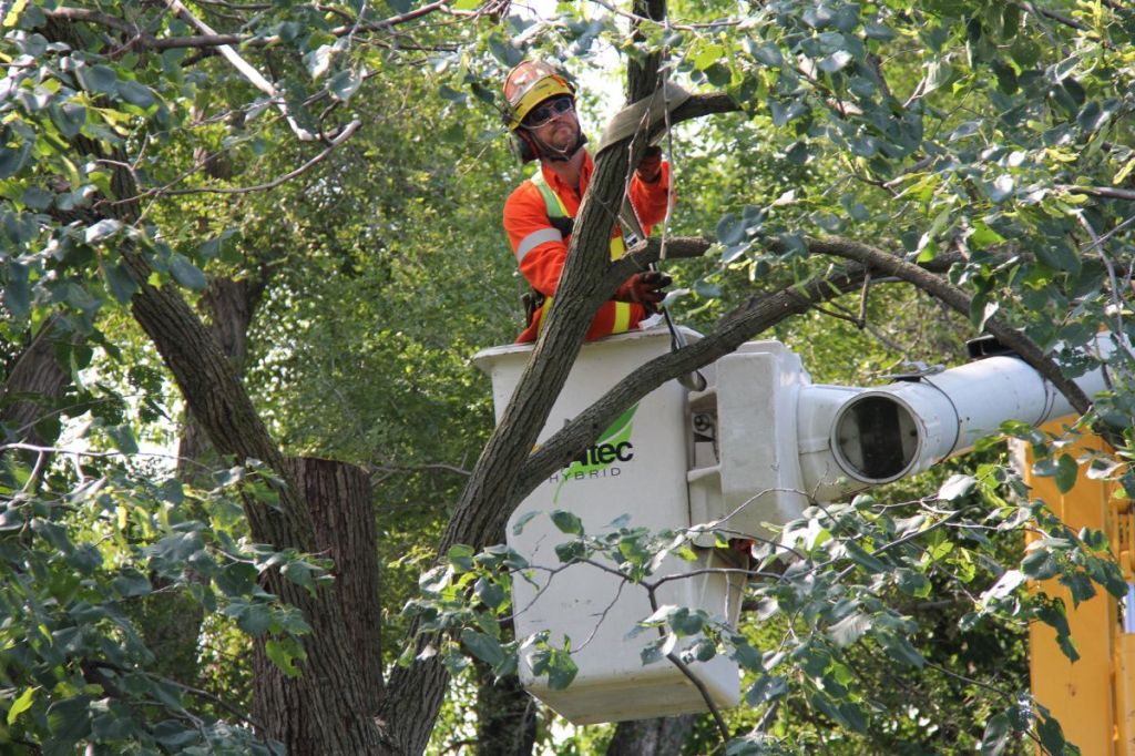Tree Removal Service Toronto